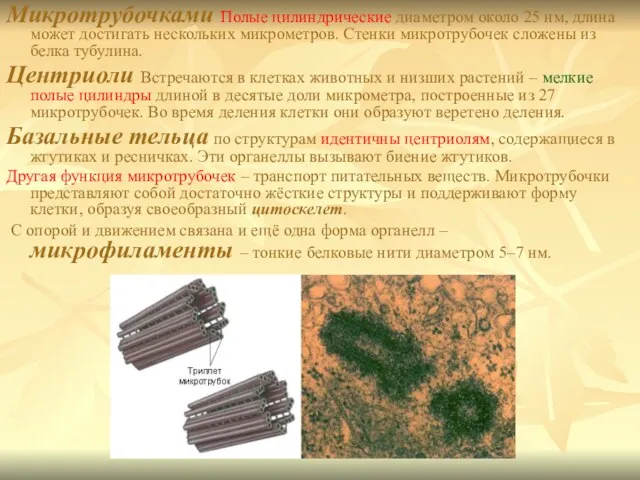 Микротрубочками Полые цилиндрические диаметром около 25 нм, длина может достигать