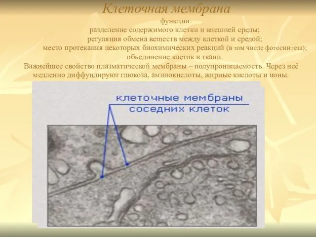 Клеточная мембрана функции: разделение содержимого клетки и внешней среды; регуляция