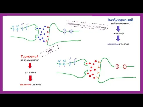 Тормозной нейромедиатор рецептор закрытие каналов Возбуждающий нейромедиатор открытие каналов рецептор Адреналин, Глутамат, Аспаргинат ГАМК