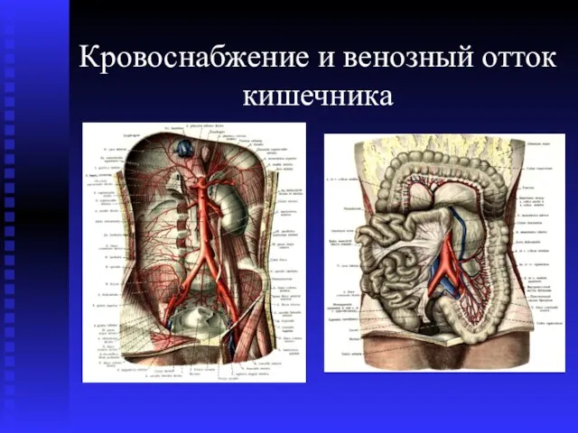 Кровоснабжение и венозный отток кишечника