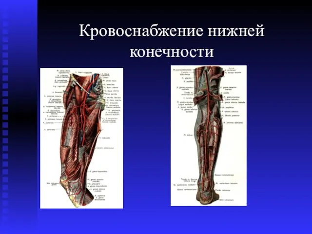 Кровоснабжение нижней конечности