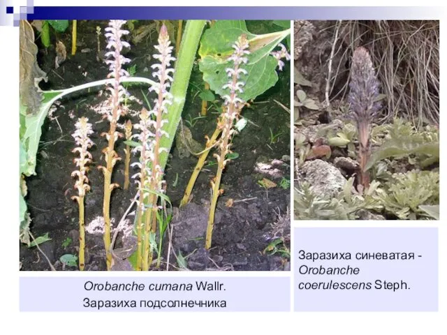 Orobanche cumana Wallr. Заразиха подсолнечника Заразиха синеватая - Orobanche coerulescens Steph.