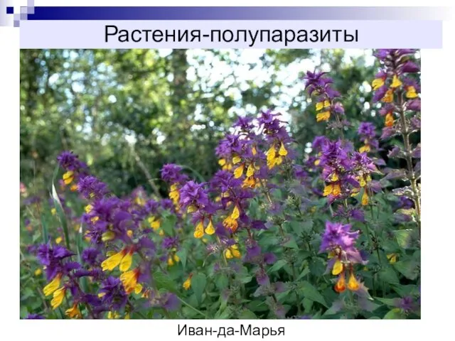 Растения-полупаразиты Иван-да-Марья