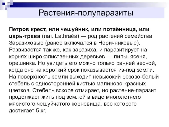 Растения-полупаразиты Петров крест, или чешуйник, или потаённица, или царь-трава (лат.