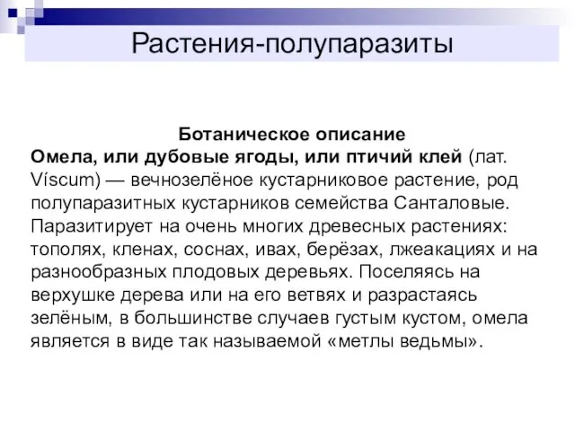 Растения-полупаразиты Ботаническое описание Омела, или дубовые ягоды, или птичий клей