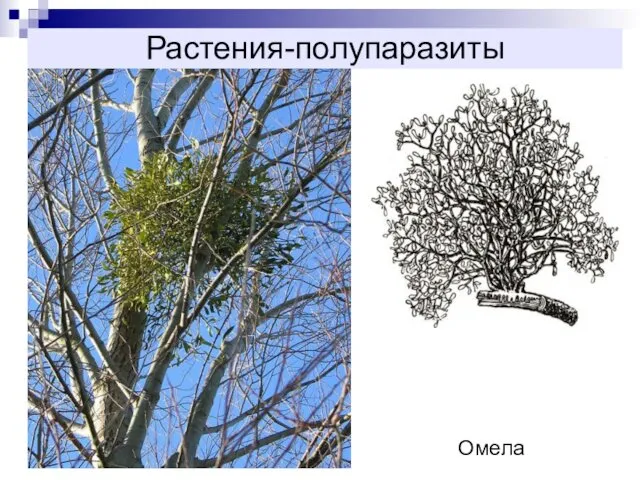 Растения-полупаразиты Омела