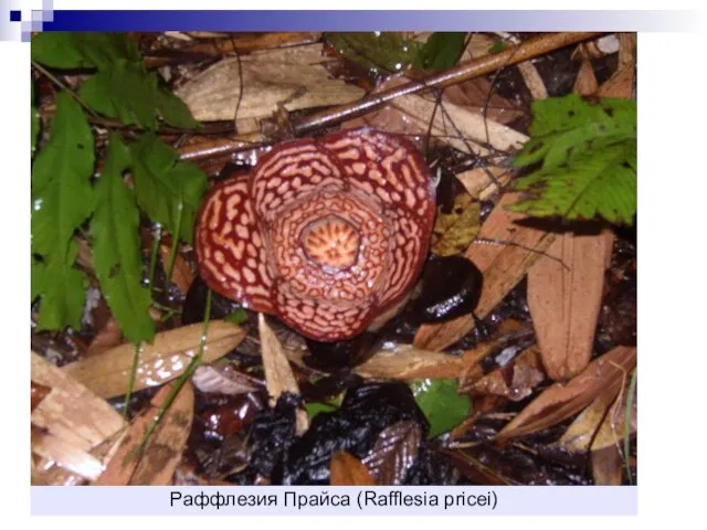 Раффлезия Прайса (Rafflesia pricei)