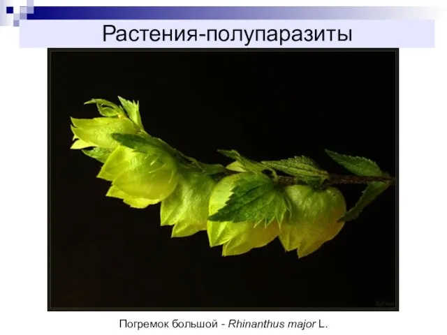 Растения-полупаразиты Погремок большой - Rhinanthus major L.