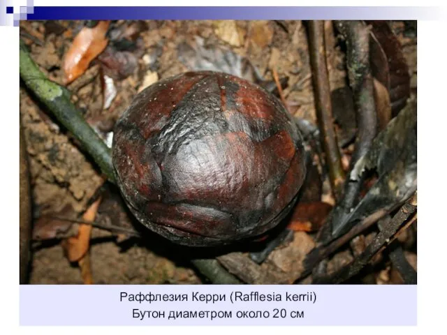 Раффлезия Керри (Rafflesia kerrii) Бутон диаметром около 20 см