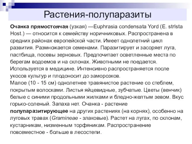 Растения-полупаразиты Очанка прямостоячая (узкая) —Euphrasia condensata Yord (Е. strlsta Host.)