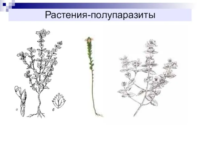 Растения-полупаразиты