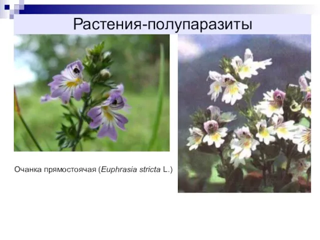 Растения-полупаразиты Очанка прямостоячая (Euphrasia stricta L.)