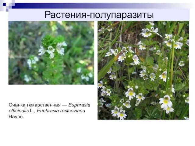 Растения-полупаразиты Очанка лекарственная — Euphrasia officinalis L., Euphrasia rostcoviana Hayne.