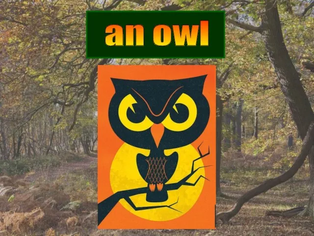 an owl