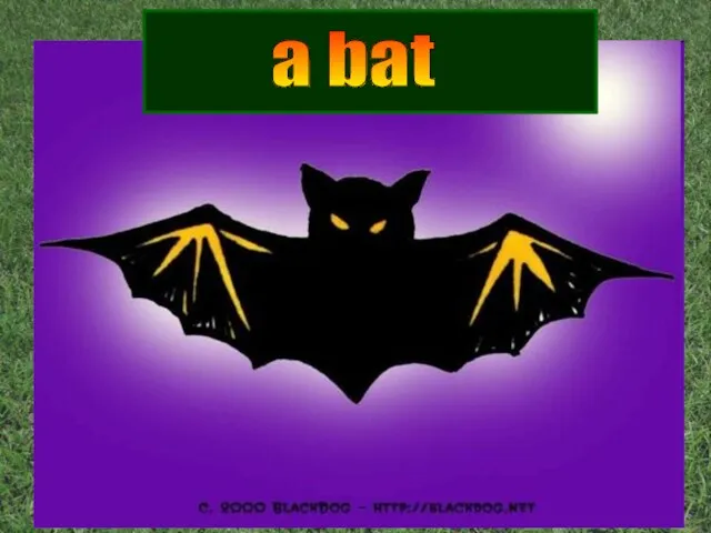 a bat