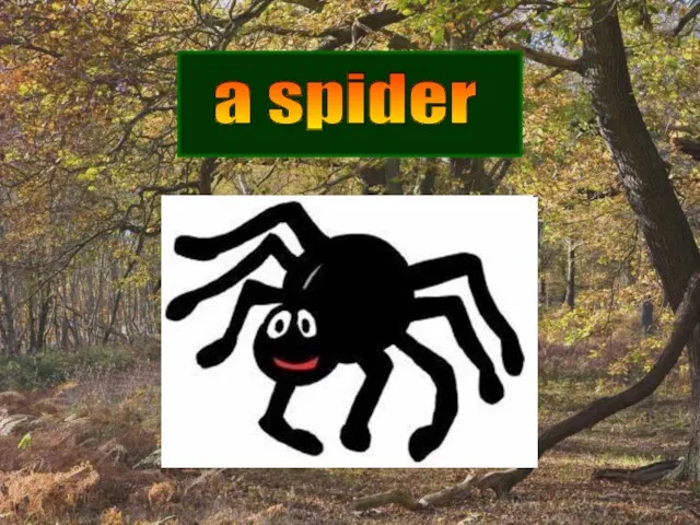 a spider