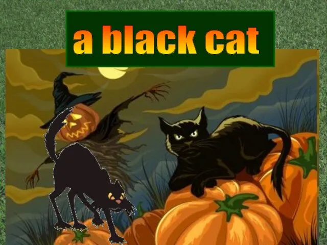 a black cat