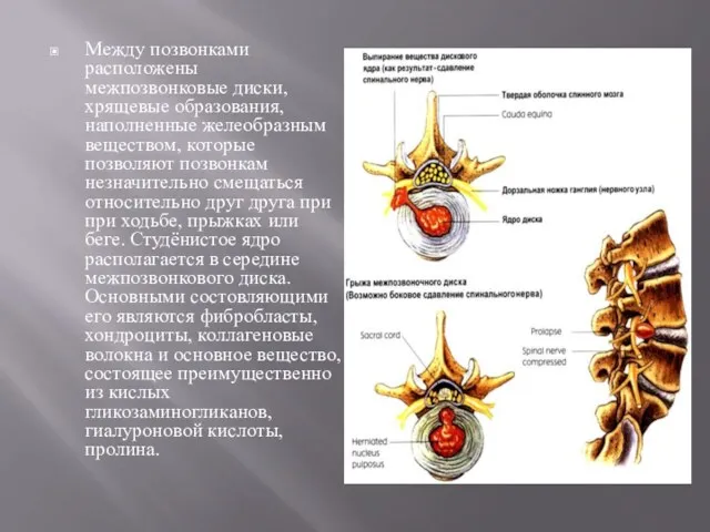 Между позвонками расположены межпозвонковые диски, хрящевые образования, наполненные желеобразным веществом,