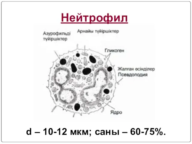 Нейтрофил d – 10-12 мкм; саны – 60-75%.