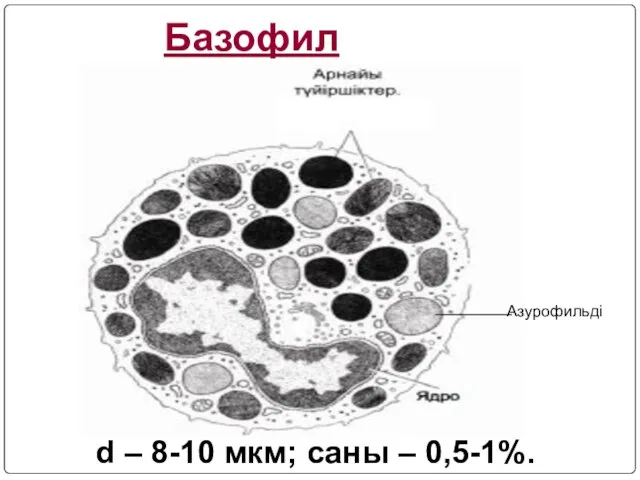 Базофил d – 8-10 мкм; саны – 0,5-1%. Азурофильді