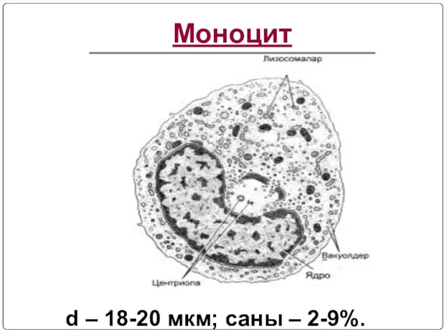 Моноцит d – 18-20 мкм; саны – 2-9%.
