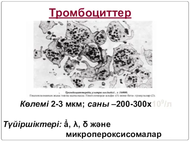 Тромбоциттер Көлемі 2-3 мкм; саны –200-300х109/л Түйіршіктері: ẩ, λ, δ және микропероксисомалар