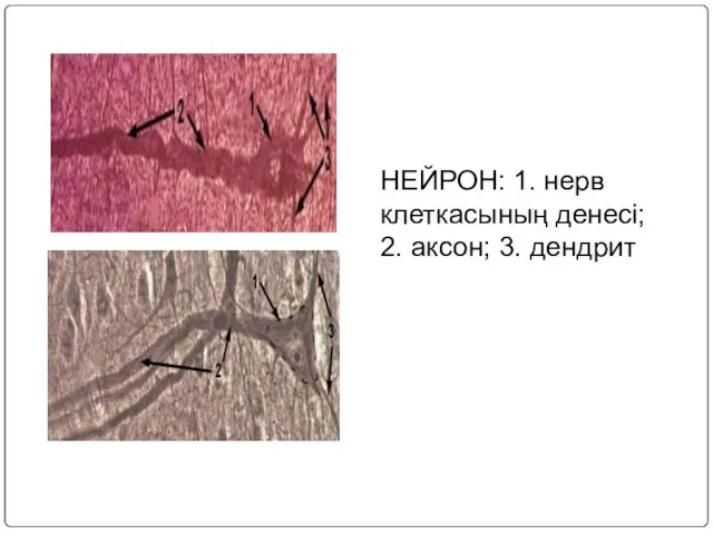 НЕЙРОН: 1. нерв клеткасының денесі; 2. аксон; 3. дендрит