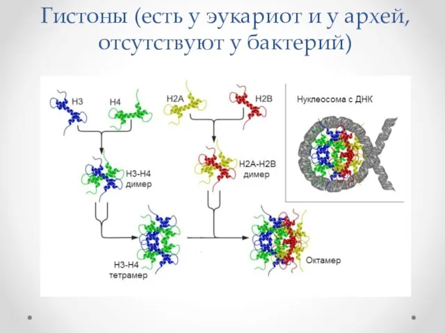 Гистоны (есть у эукариот и у архей, отсутствуют у бактерий)