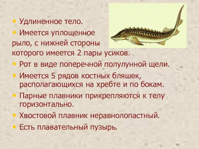 Удлиненное тело. Имеется уплощенное рыло, с нижней стороны которого имеется