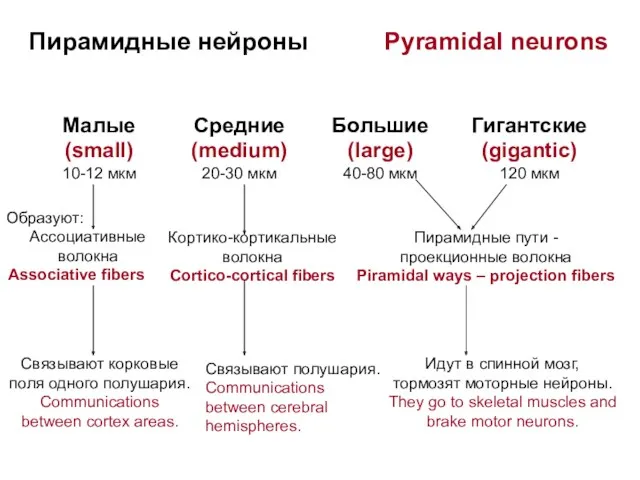 Пирамидные нейроны Pyramidal neurons Малые (small) 10-12 мкм Средние (medium)