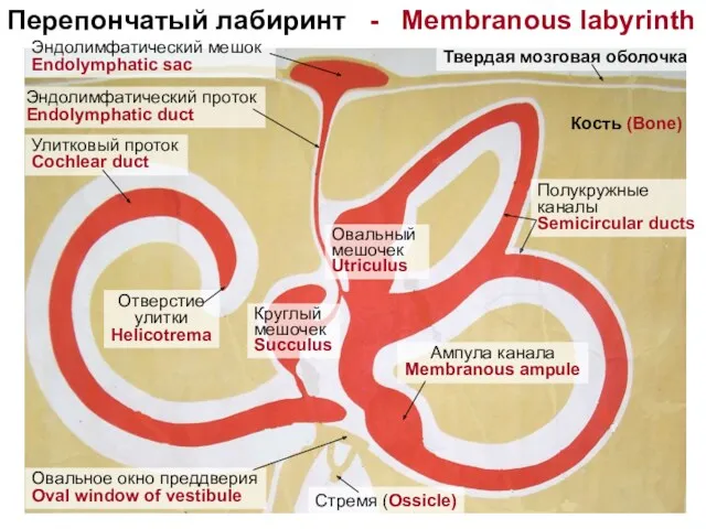 Перепончатый лабиринт - Membranous labyrinth Эндолимфатический мешок Endolymphatic sac Эндолимфатический