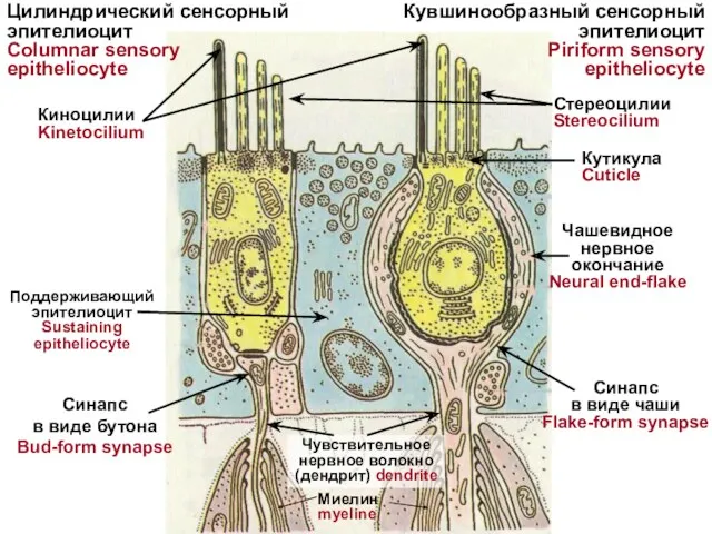 Киноцилии Kinetocilium Кувшинообразный сенсорный эпителиоцит Piriform sensory epitheliocyte Цилиндрический сенсорный