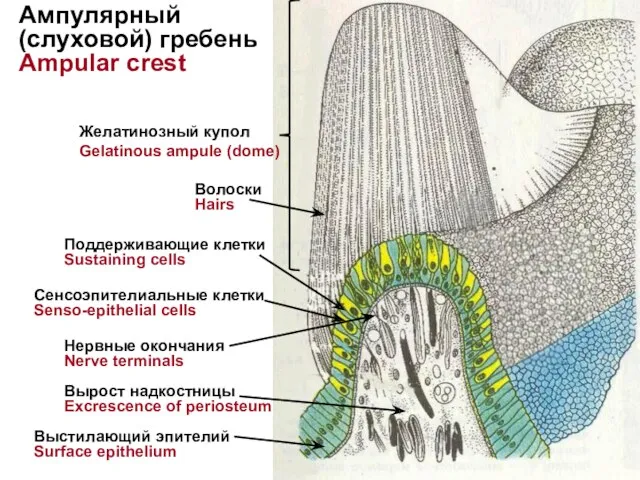 Ампулярный (слуховой) гребень Ampular crest Поддерживающие клетки Sustaining cells Сенсоэпителиальные