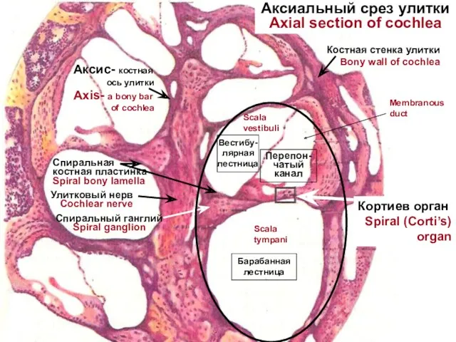 Костная стенка улитки Bony wall of cochlea Вестибу- лярная лестница