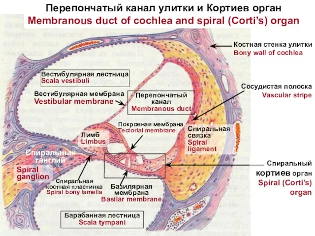 Лимб Limbus Базилярная мембрана Basilar membrane Спиральная костная пластинка Spiral