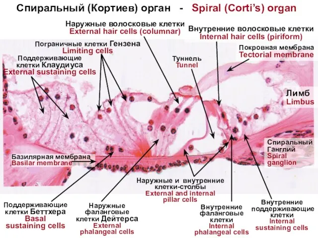 Спиральный (Кортиев) орган - Spiral (Corti’s) organ Наружные волосковые клетки