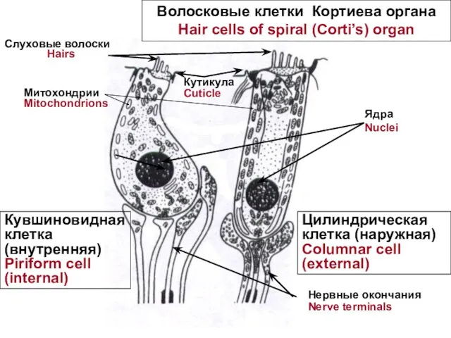 Слуховые волоски Hairs Ядра Nuclei Нервные окончания Nerve terminals Митохондрии