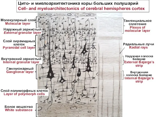 Цито- и миелоархитектоника коры больших полушарий Cell- and myeloarchitectonics of