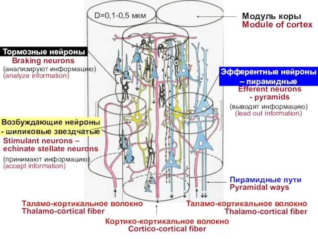 Модуль коры Module of cortex Тормозные нейроны Возбуждающие нейроны -