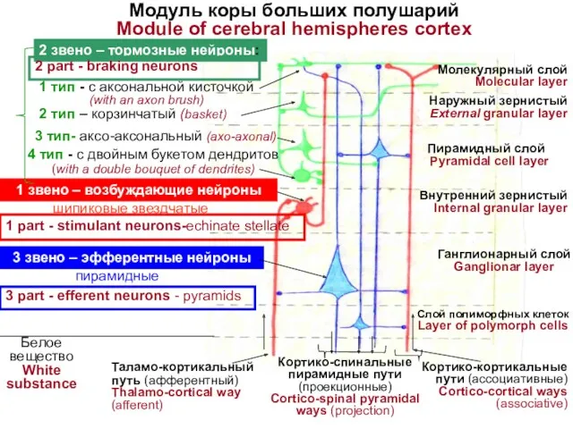 Модуль коры больших полушарий Module of cerebral hemispheres cortex 1