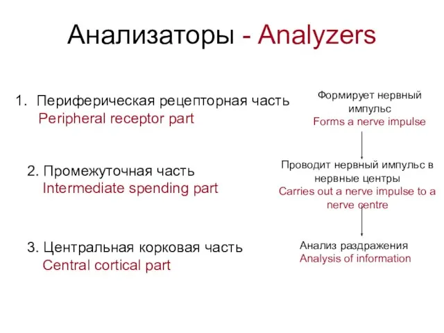 Анализаторы - Analyzers Периферическая рецепторная часть Peripheral receptor part Формирует