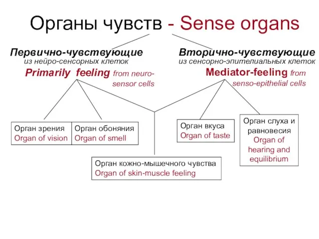 Органы чувств - Sense organs Первично-чувствующие из нейро-сенсорных клеток Вторично-чувствующие