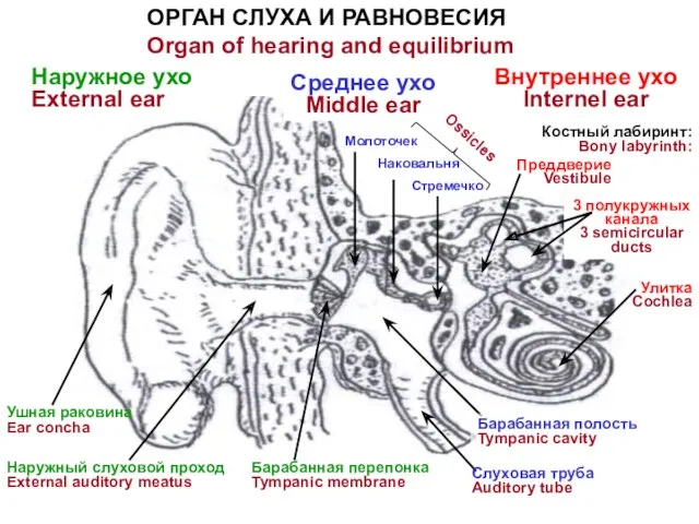 Наружное ухо External ear Среднее ухо Middle ear Внутреннее ухо