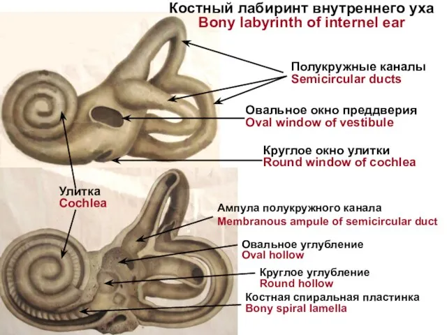 Круглое углубление Round hollow Овальное углубление Oval hollow Полукружные каналы