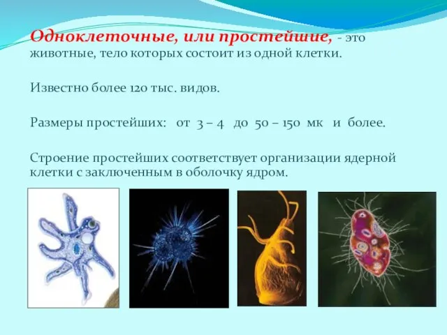 Одноклеточные, или простейшие, - это животные, тело которых состоит из