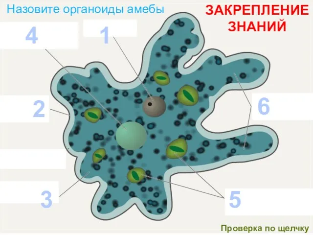 Назовите органоиды амебы 4 2 1 6 5 ЗАКРЕПЛЕНИЕ ЗНАНИЙ 3 Проверка по щелчку