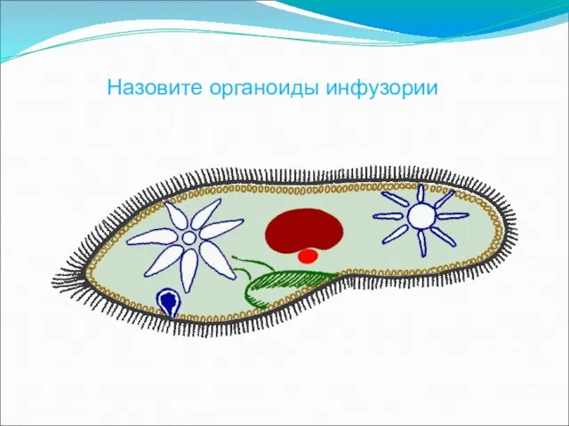 Назовите органоиды инфузории