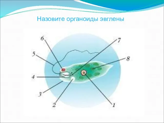 Назовите органоиды эвглены