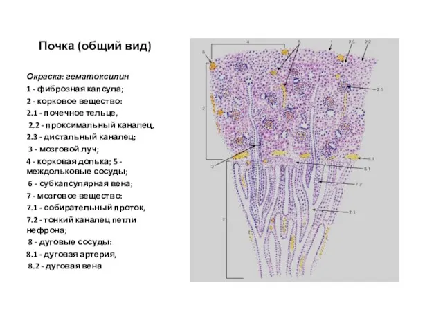 Почка (общий вид) Окраска: гематоксилин 1 - фиброзная капсула; 2