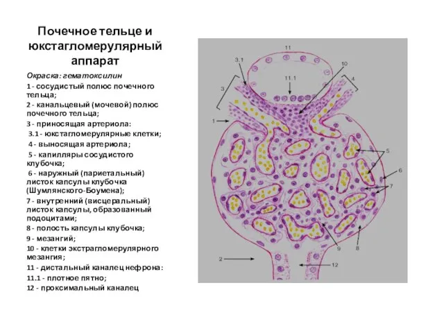 Почечное тельце и юкстагломерулярный аппарат Окраска: гематоксилин 1 - сосудистый